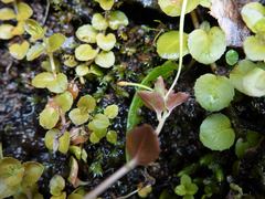 Epilobium rotundifolium