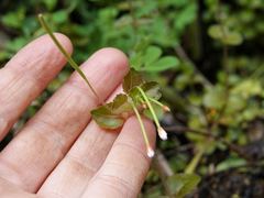 Epilobium rotundifolium