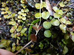 Epilobium rotundifolium