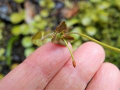 Epilobium rotundifolium