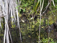Epilobium rotundifolium