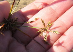 Cyperus grayioides