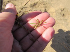 Cyperus grayioides