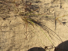 Cyperus grayioides