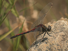 Leucorrhinia borealis