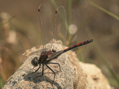 Leucorrhinia borealis