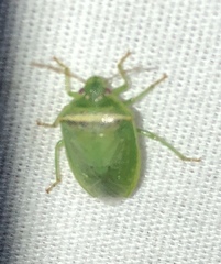 Piezodorus guildinii
