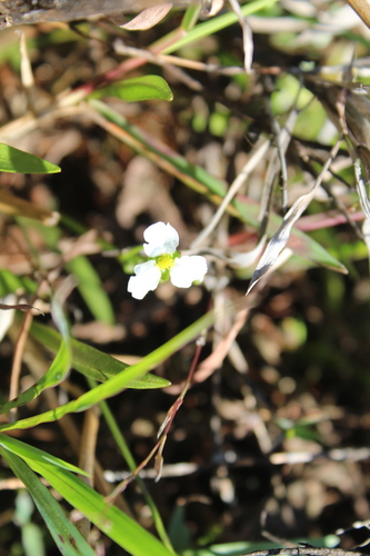Helanthium tenellum, photograph 4