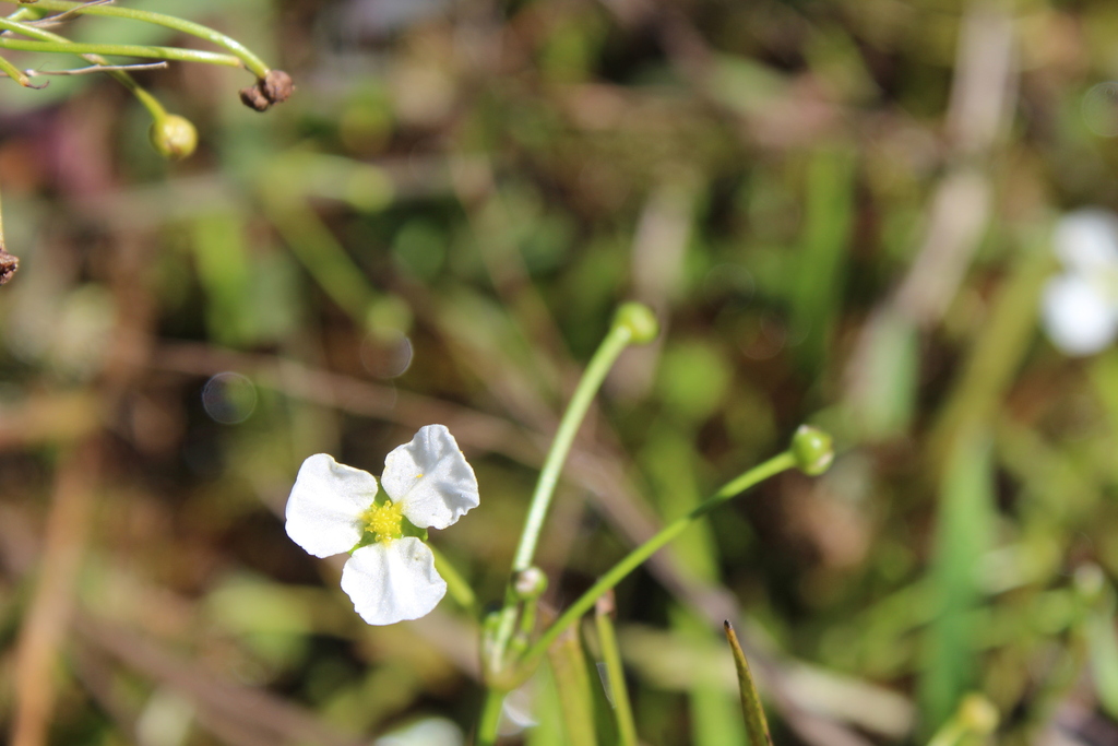 Helanthium tenellum; photograph (c) William G. Borges, some rights reserved (CC BY)