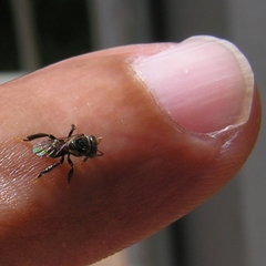 Tetragonula iridipennis