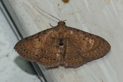 Homodes bracteigutta