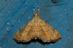 Hyalobathra