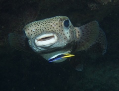 Labroides phthirophagus