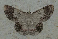 Pingasa ruginaria