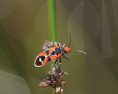 Melanerythrus mactans