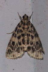 Erpis macularis
