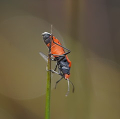Melanerythrus mactans