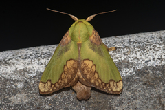 Parasa pastoralis