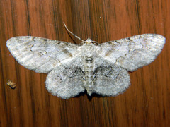 Iridopsis larvaria