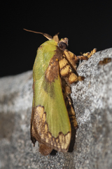 Parasa pastoralis