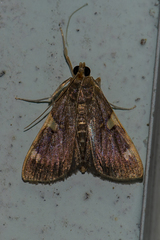 Rehimena
