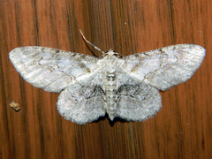 Iridopsis larvaria