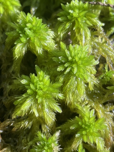 Sphagnum torreyanum, 2025-07-26