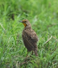 Macronyx aurantiigula