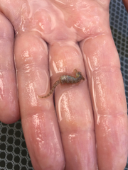 Hippocampus zosterae