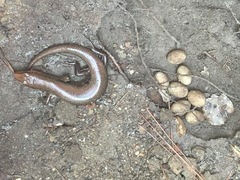 Plestiodon laticeps