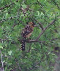 Trachyphonus darnaudii