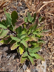 Sinapidendron frutescens, photograph (c) Vítor Jorge, some rights reserved (CC BY)