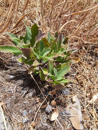 Sinapidendron frutescens, photograph 6