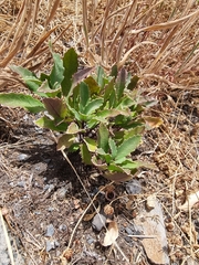 Sinapidendron frutescens, photograph (c) Vítor Jorge, some rights reserved (CC BY)
