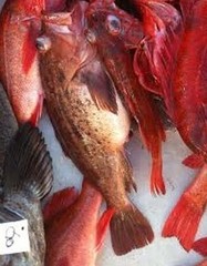 Sebastes auriculatus