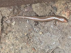 Plestiodon laticeps