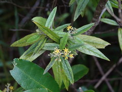 Corokia buddleioides buddleioides