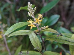 Corokia buddleioides buddleioides
