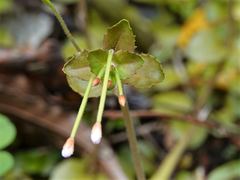 Epilobium rotundifolium