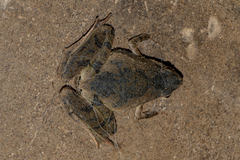 Microhyla berdmorei