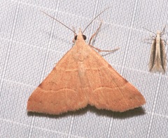 Hemeroplanis rectalis