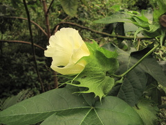 Gossypium barbadense