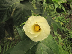 Gossypium barbadense