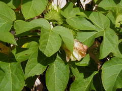 Gossypium barbadense