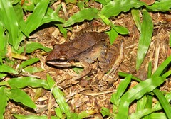 Leptodactylus mystaceus