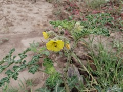 Solanum fructu-tecto