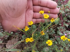 Thymophylla tenuifolia
