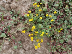 Thymophylla tenuifolia