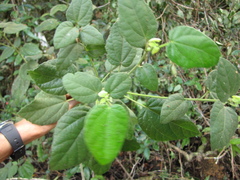 Hampea ovatifolia