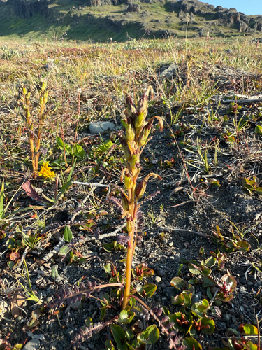red-tipped lousewort (Pedicularis flammea)